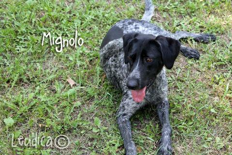 Mignolo